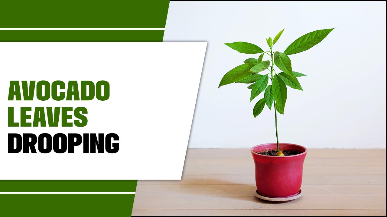 Avocado Leaves Drooping