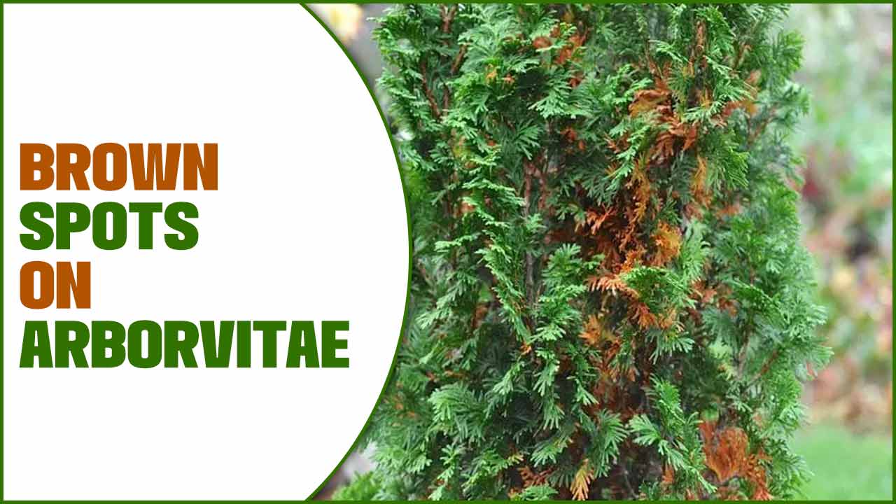  Brown Spots On Arborvitae