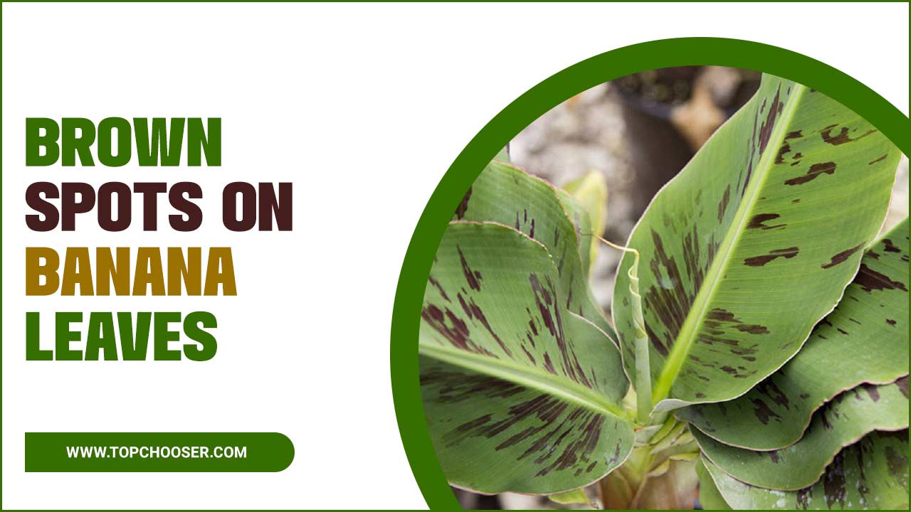 Brown Spots On Banana Leaves