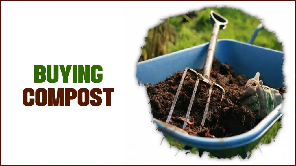 Buying Compost