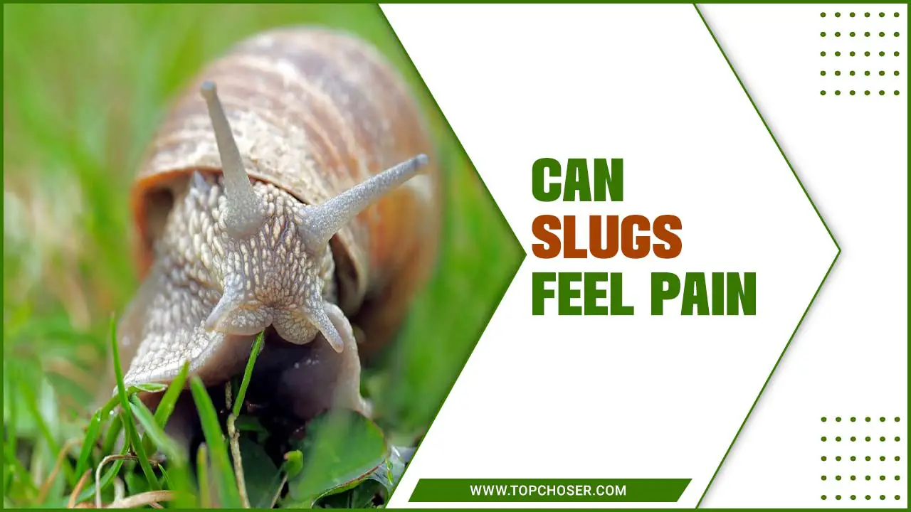 Can Slugs Feel Pain