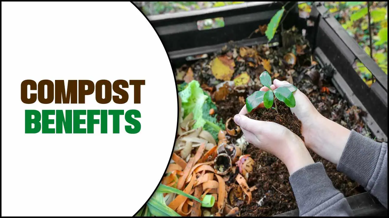 compost benefits