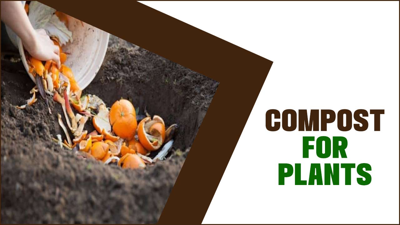 Compost For Plants