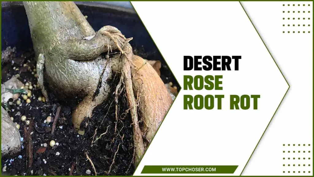 Desert Rose Root Rot