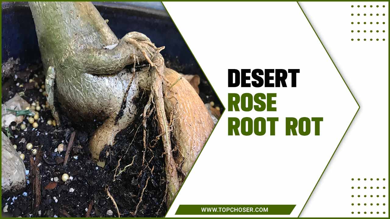 Desert Rose Root Rot