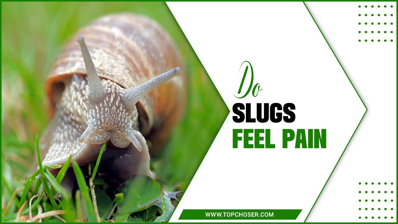 do slugs feel pain