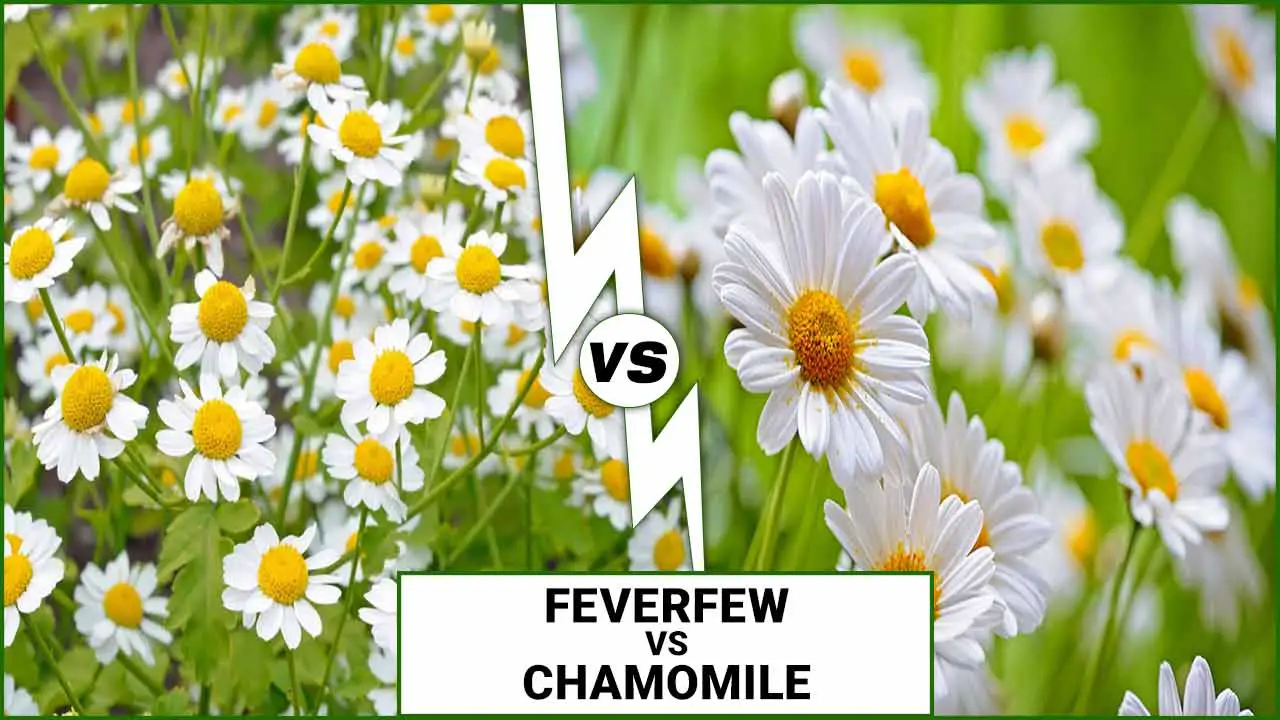 feverfew vs chamomile
