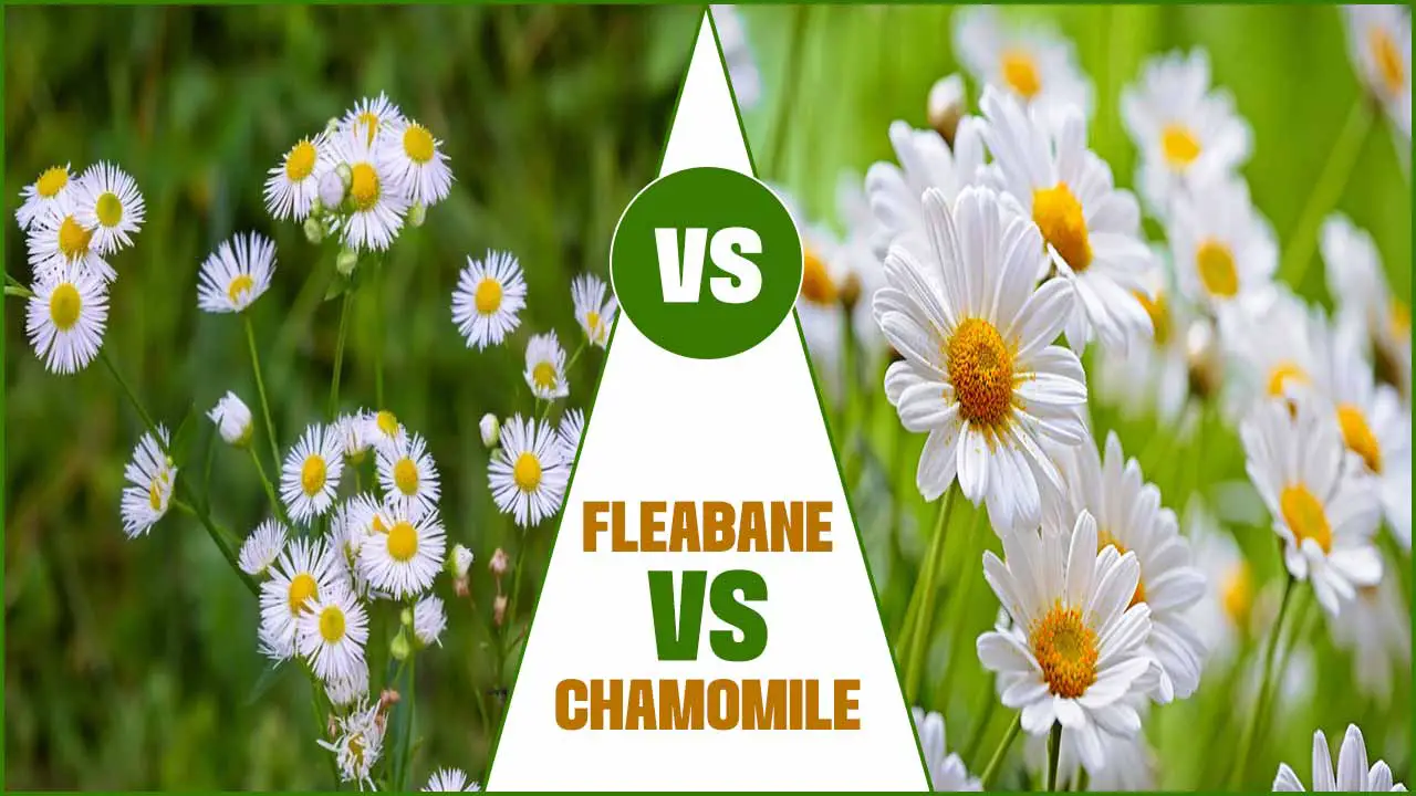 fleabane vs chamomile