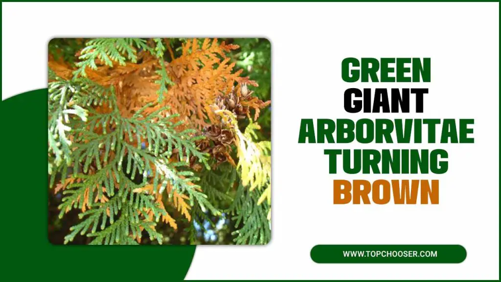 Green Giant Arborvitae Turning Brown