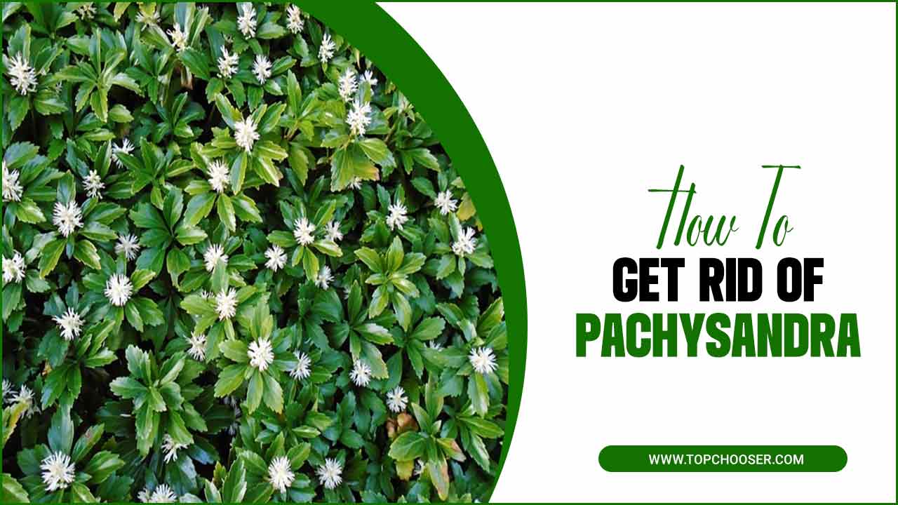  How To Get Rid Of Pachysandra 