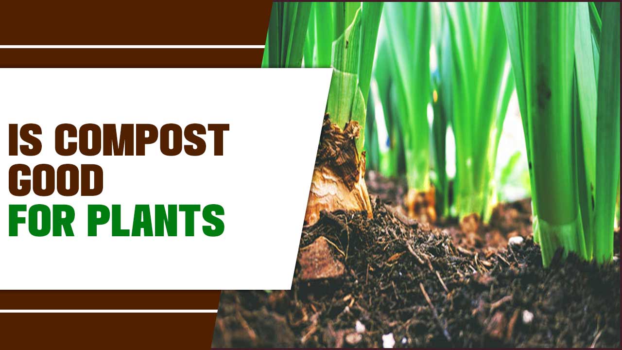 Is Compost Good For Plants