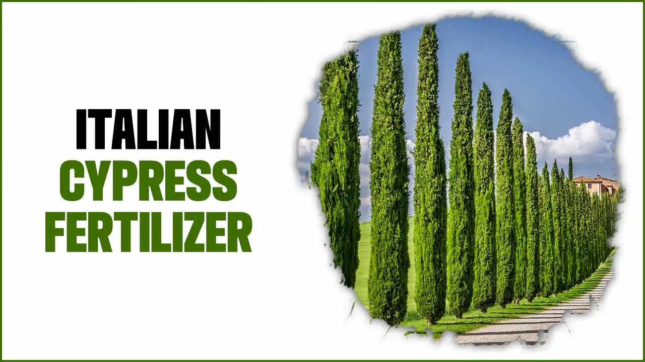 Italian Cypress Fertilizer