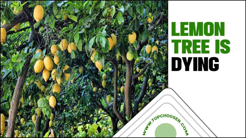 lemon tree is dying