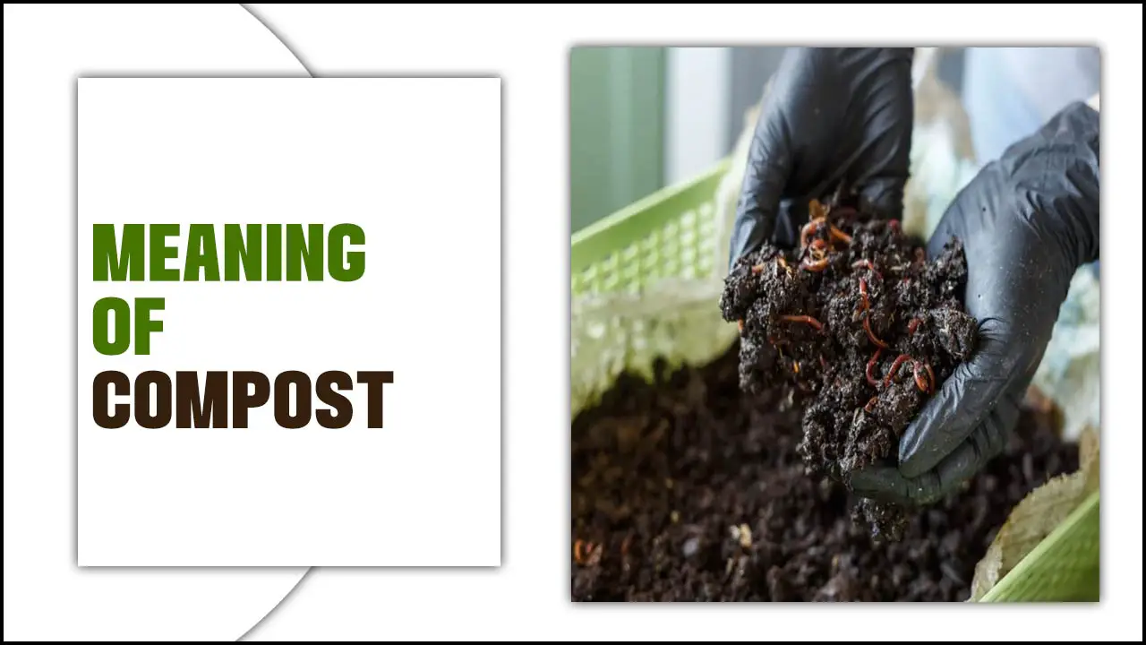 Meaning Of Compost