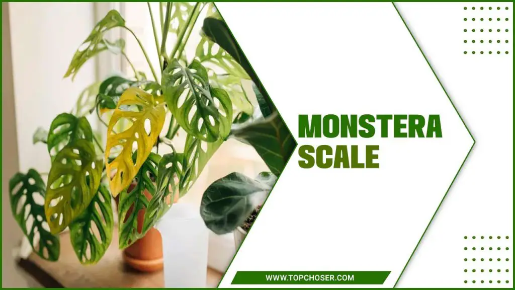 Monstera Scale