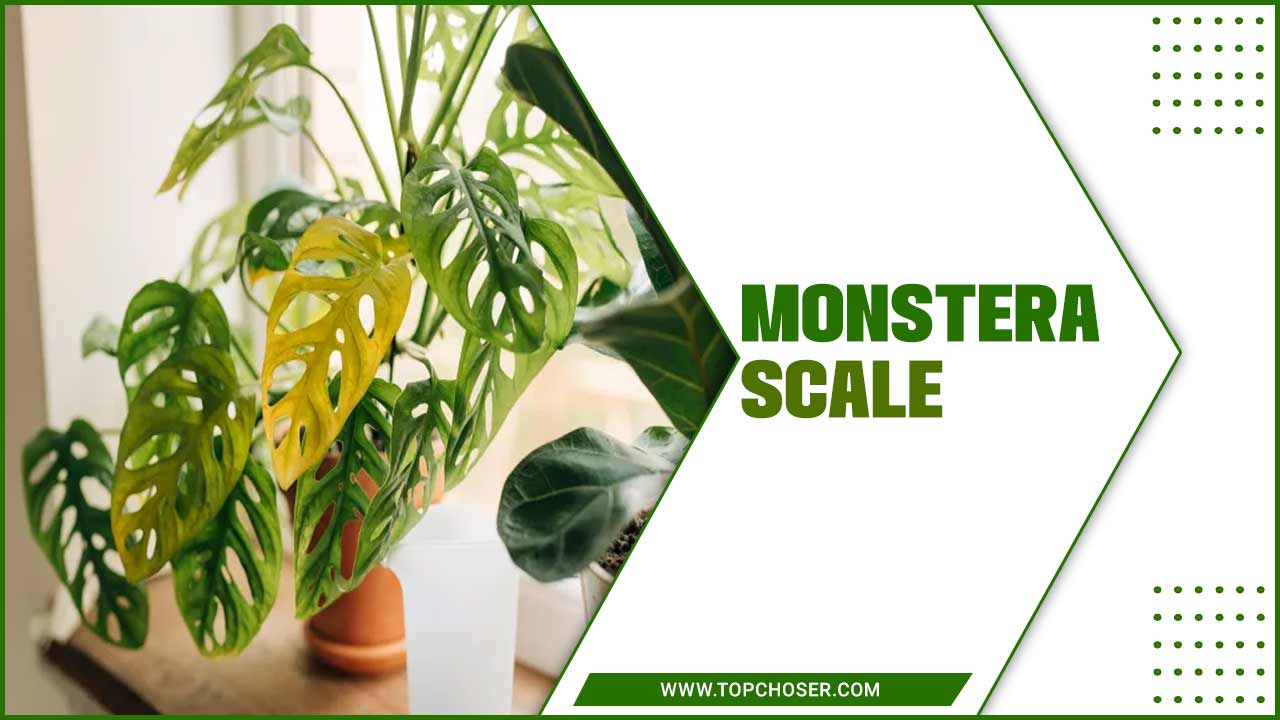  Monstera Scale