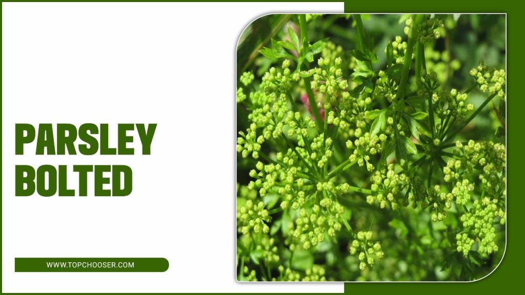 Parsley Bolted
