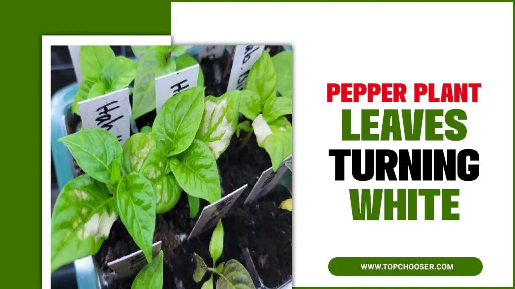 Pepper Plant Leaves Turning White