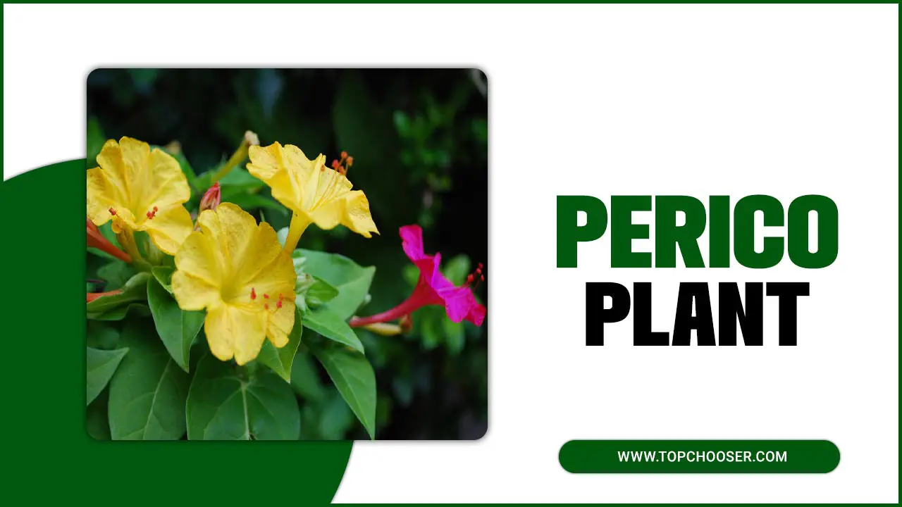 Perico Plant