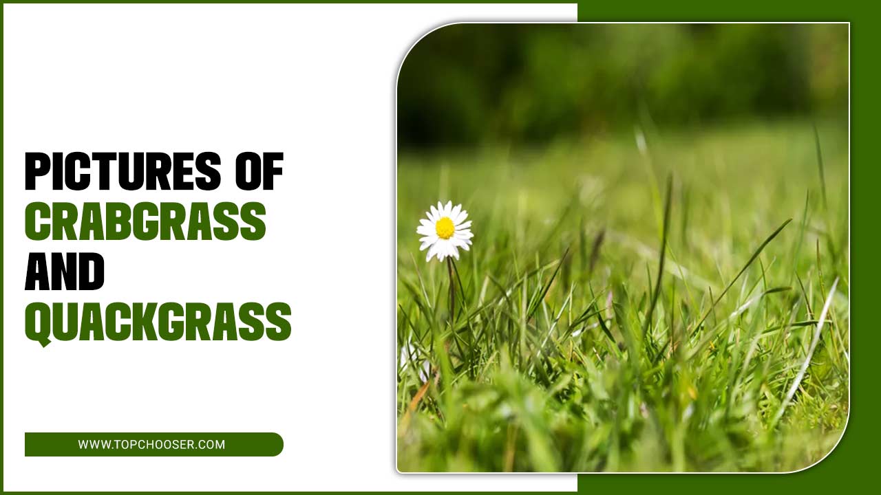 Pictures Of Crabgrass And Quackgrass