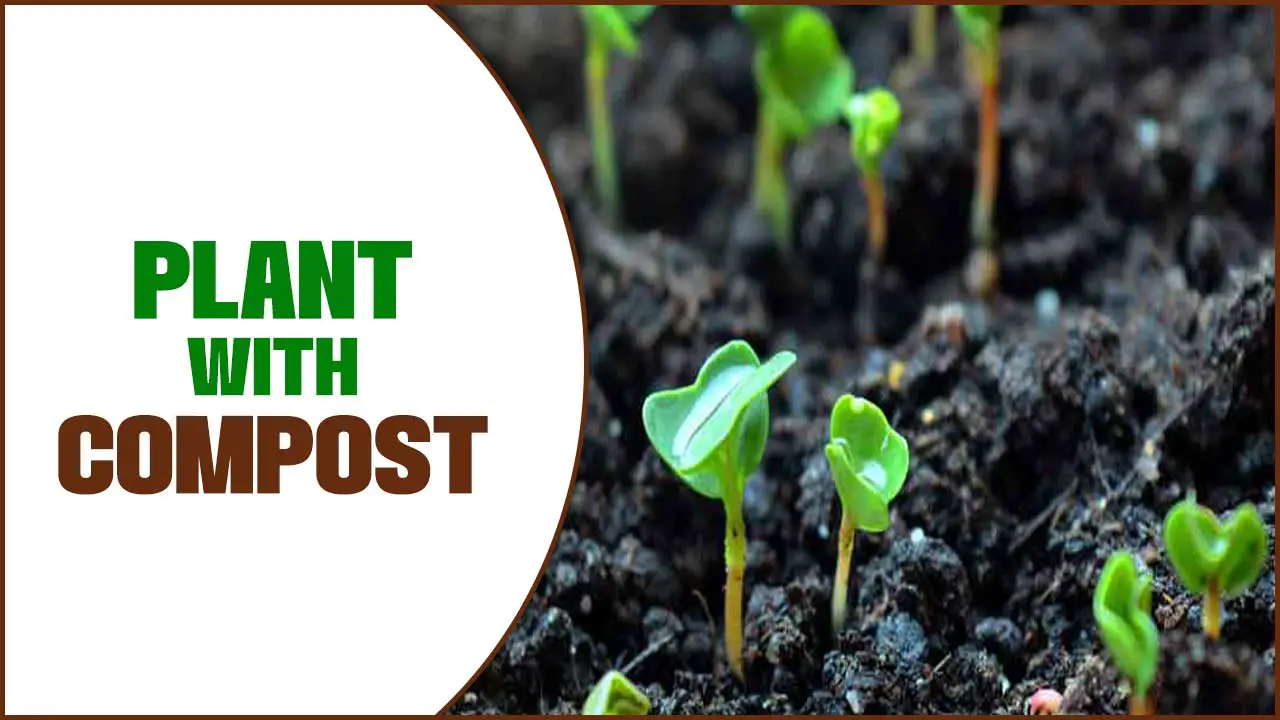 plant with compost