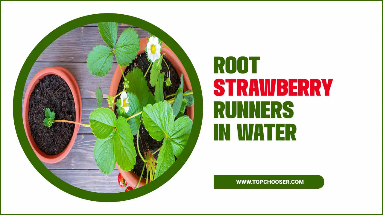 Root Strawberry Runners In Water