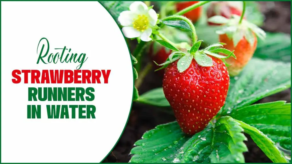 Rooting Strawberry Runners In Water