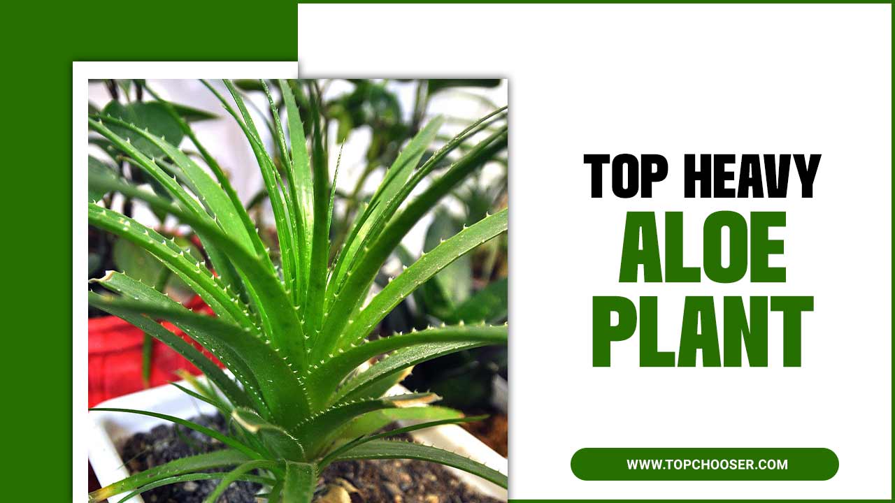 Top Heavy Aloe Plant