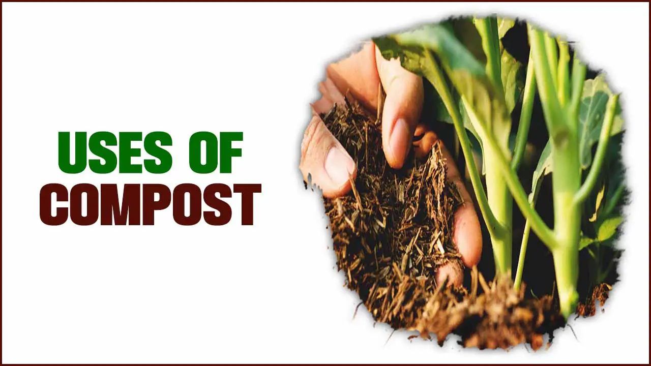 Uses Of Compost