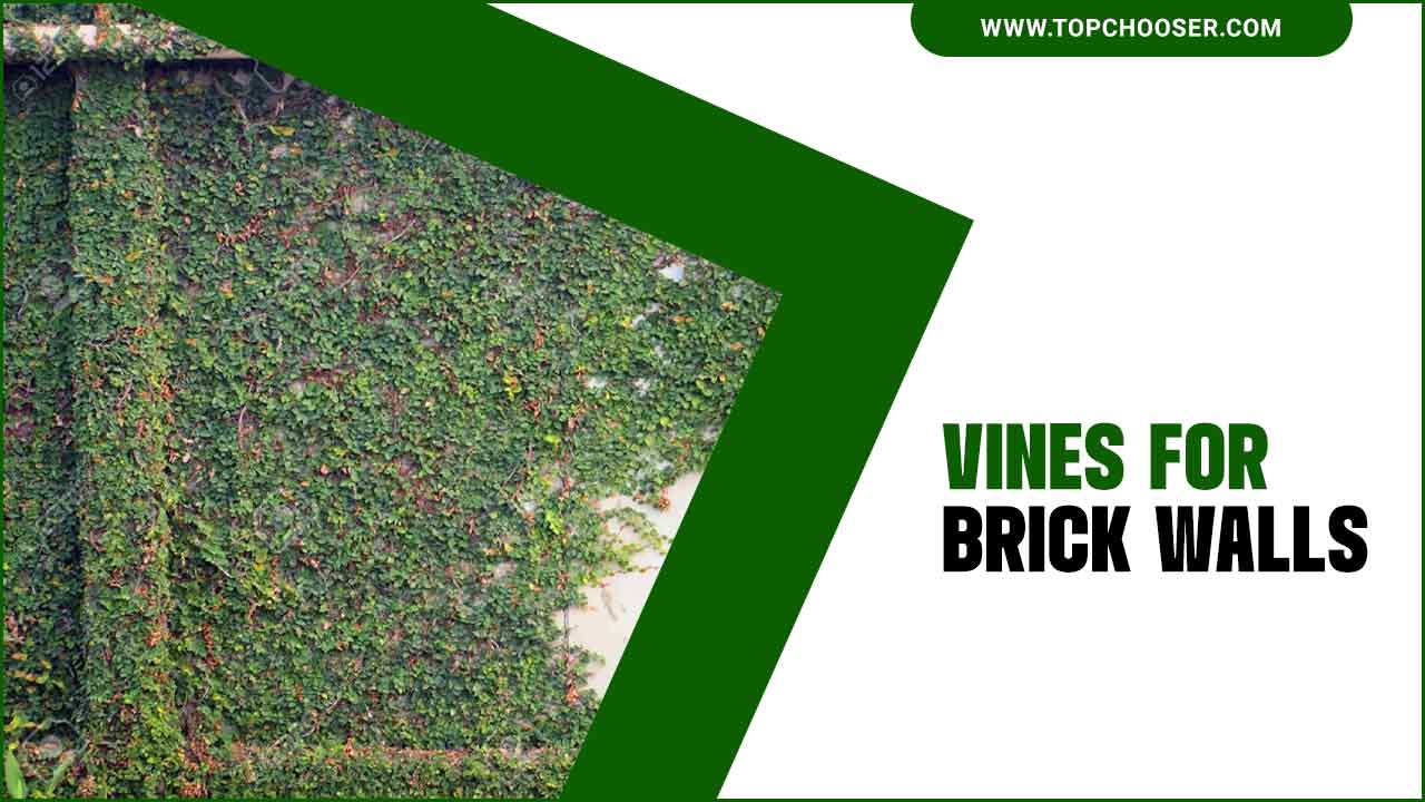 Vines For Brick Walls