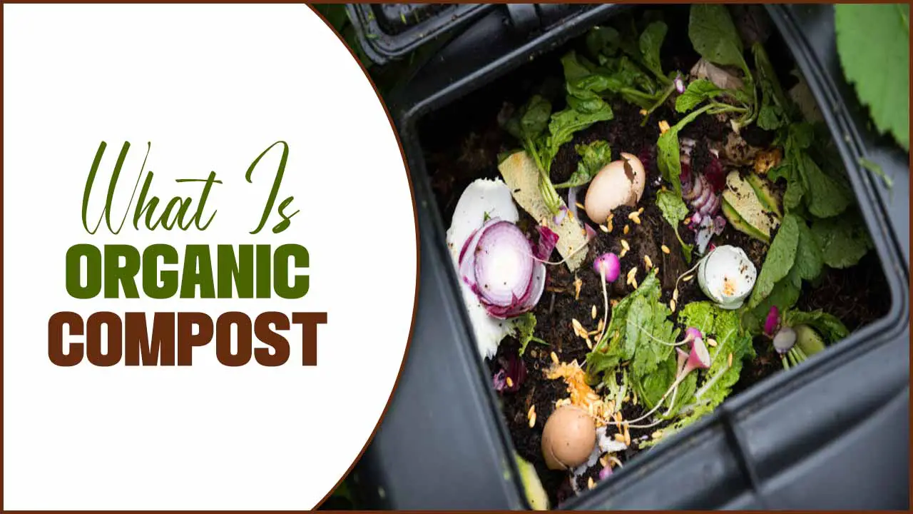What Is Organic Compost