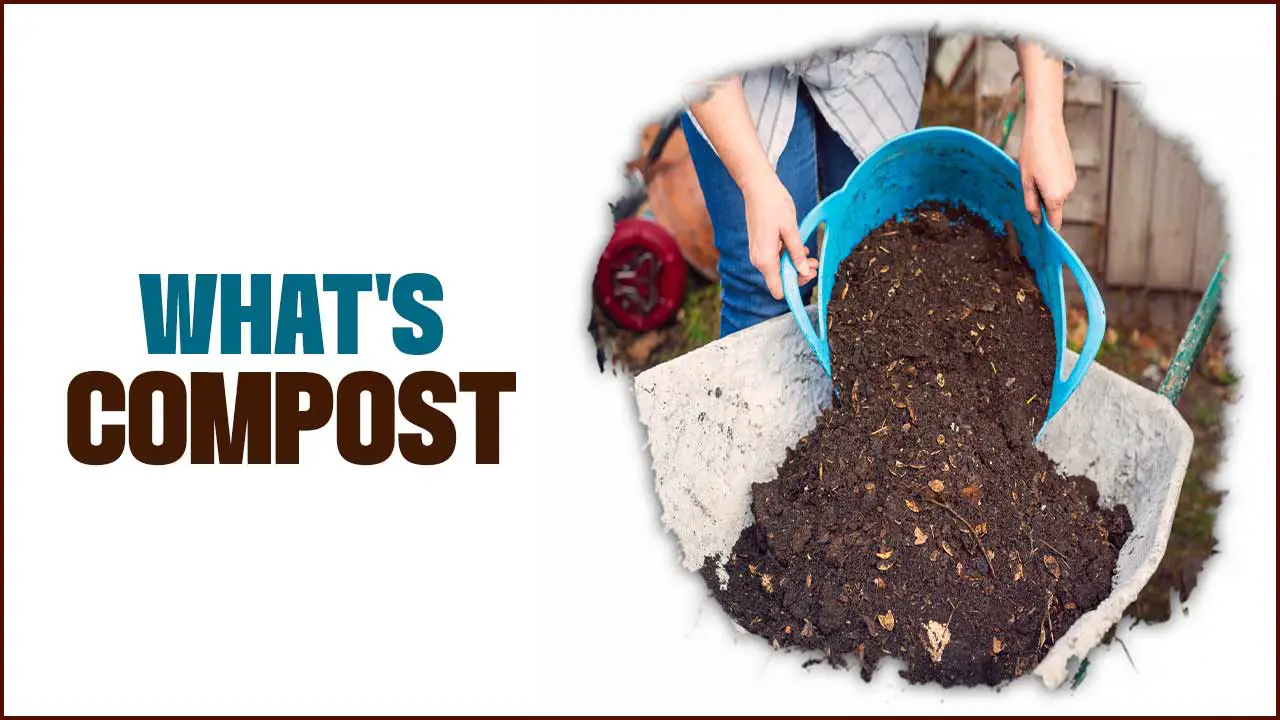What's Compost