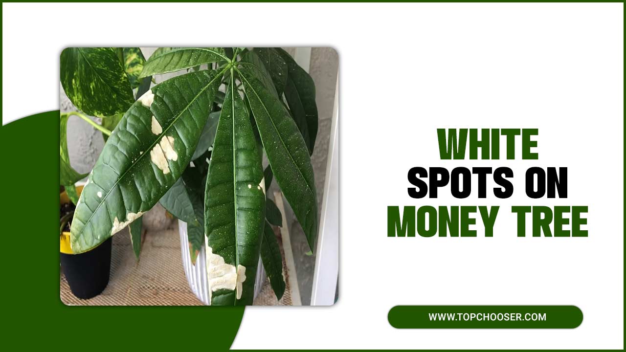 White Spots On Money Tree