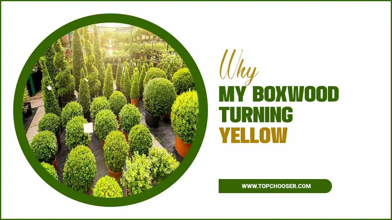 Why My Boxwood Turning Yellow