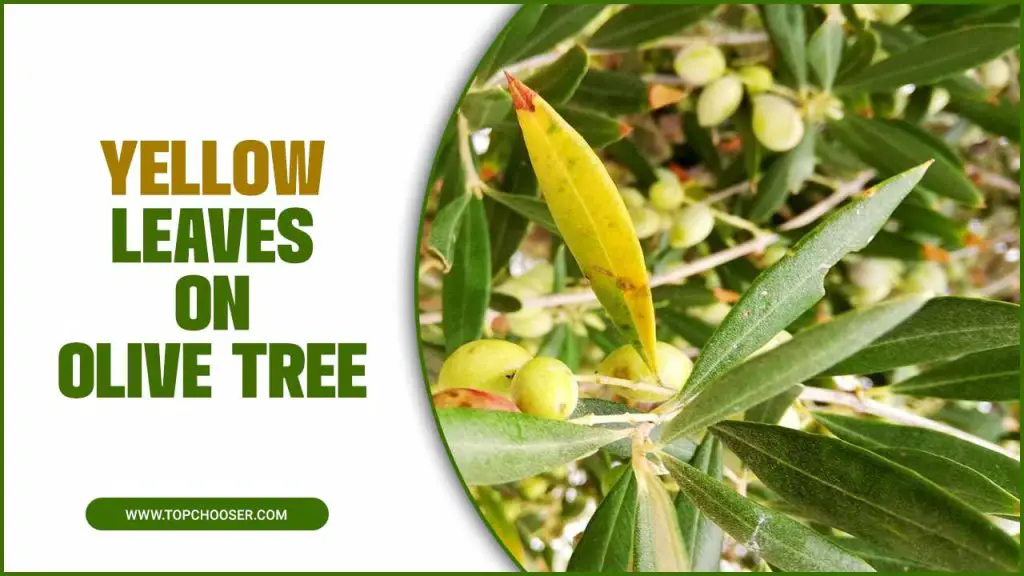 Yellow Leaves On Olive Tree