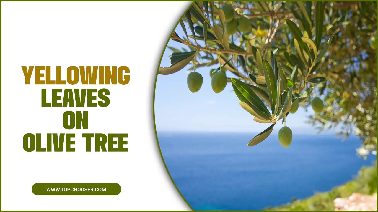 Yellowing Leaves On Olive Tree