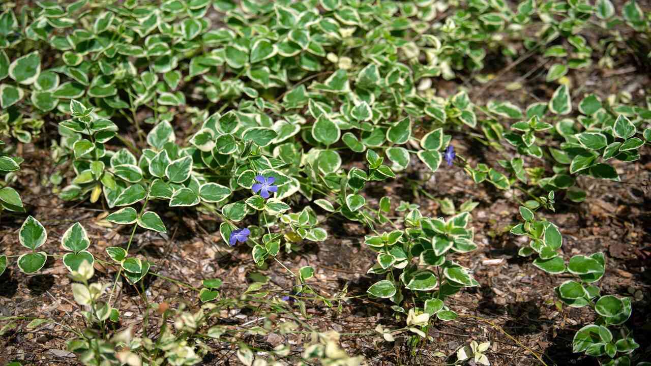 10 Easy Steps On How To Propagate Vinca Vine