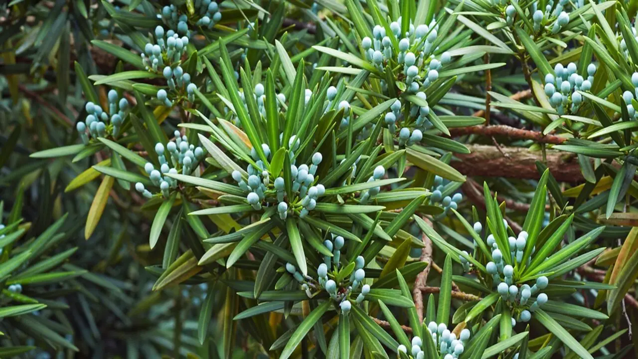 5 Tips On How To Make Podocarpus Grow Thicker