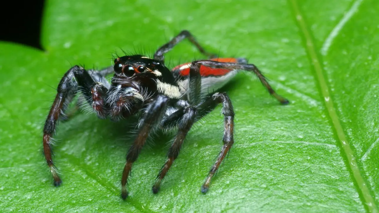 About The Mexican Jumping Spider