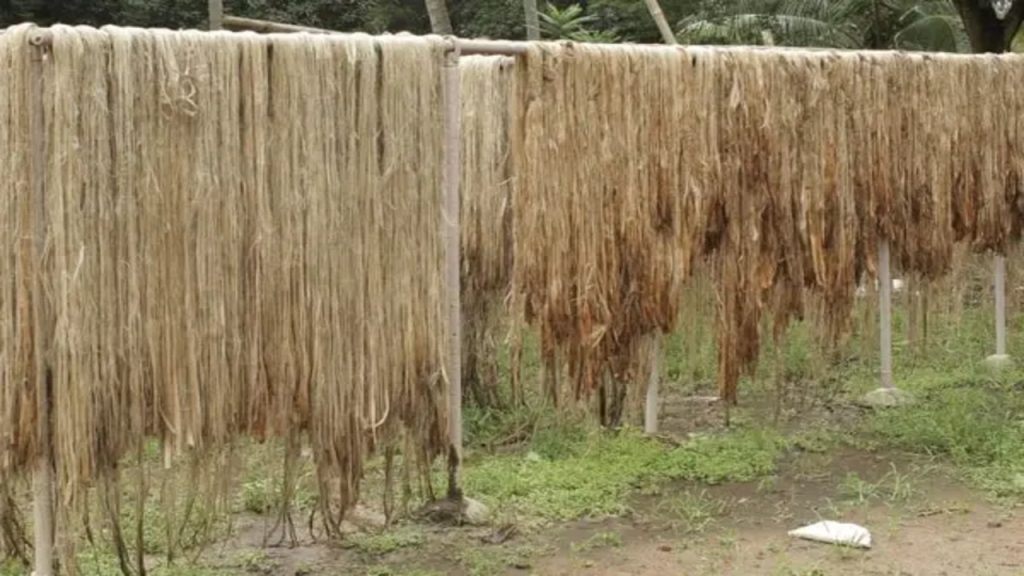 Jute Vs Hemp Showdown Unveiling The Ultimate Choice!