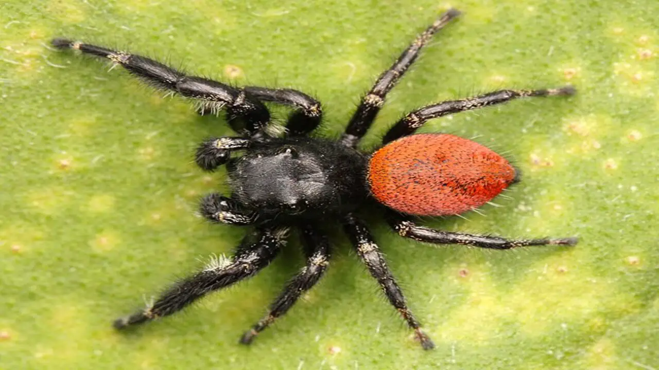 Are Mexican- Jumping Spiders- Venomous