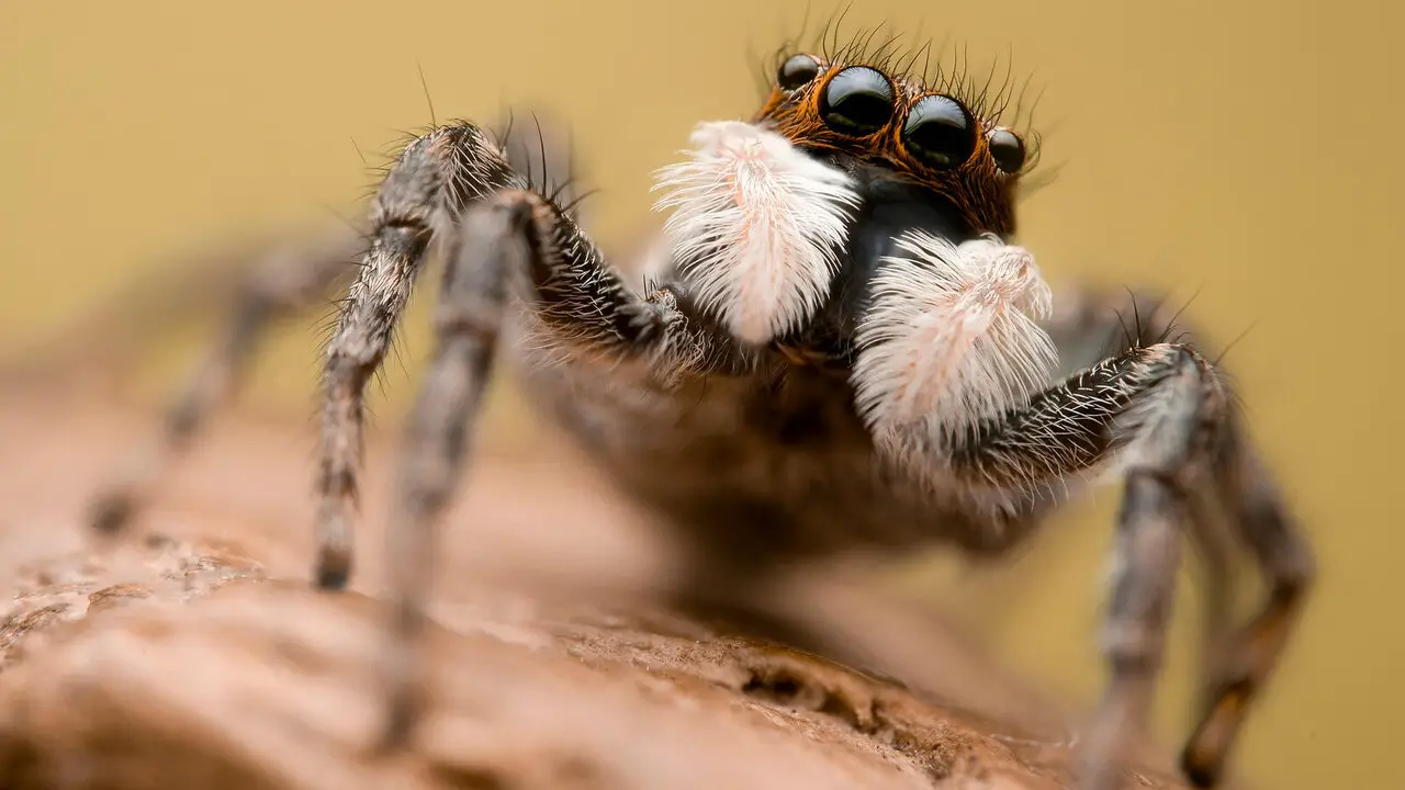 Common Misconceptions About Mexican - Jumping Spiders