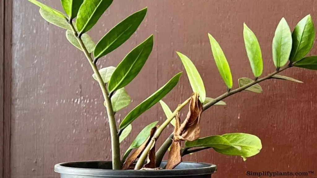 ZZ Plant Leaves Curling Curling Solutions