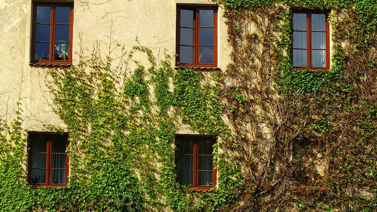 Dealing With Potential Issues Such As Pests Or Diseases
