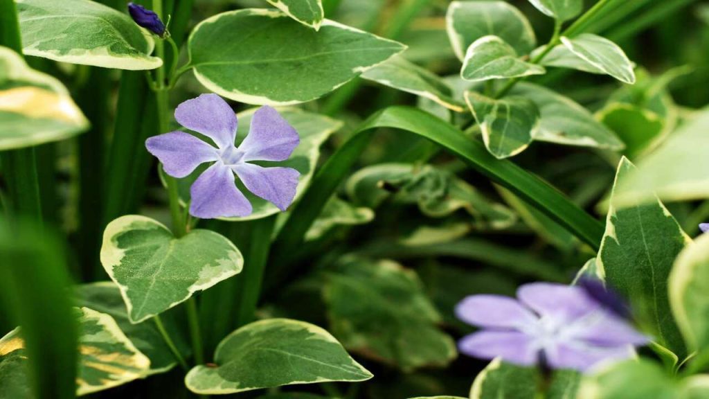 Propagate Vinca Vine A Visitor's Guide