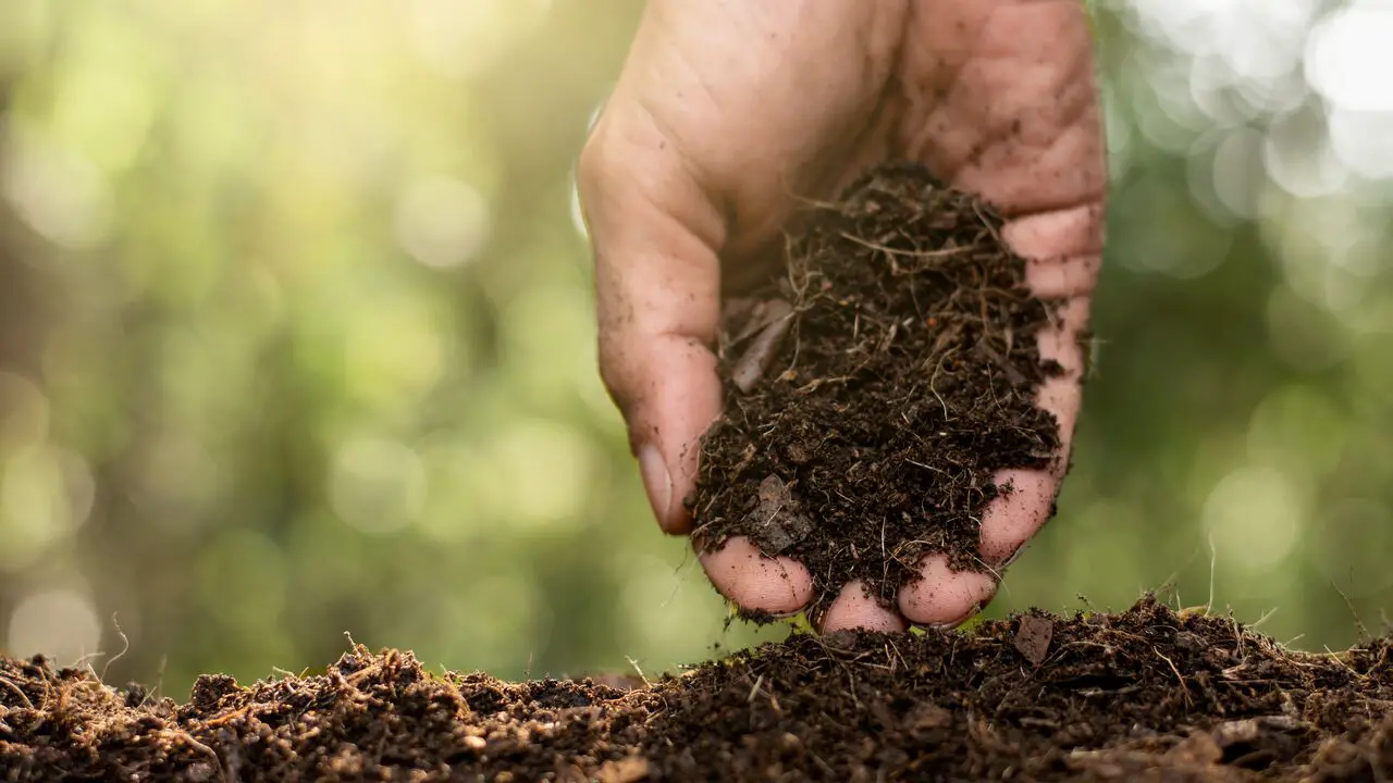 How Compost Improves Soil Health And Fertility