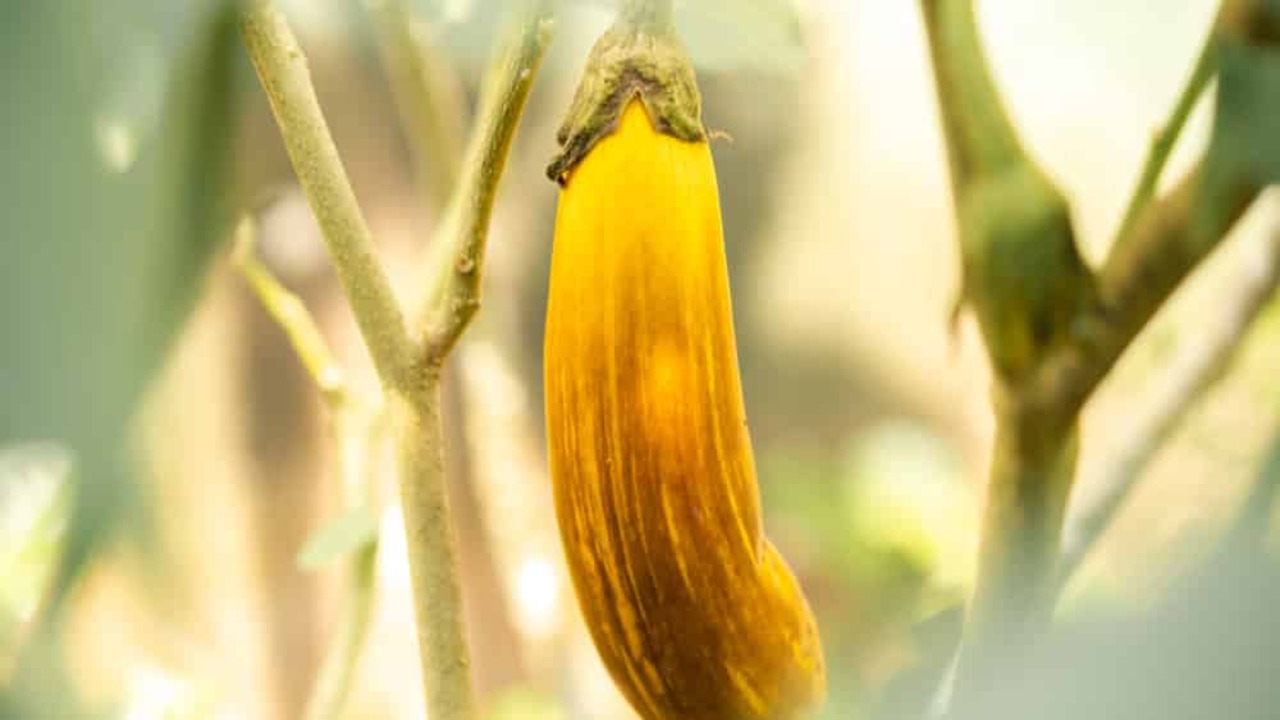 How Plant Diseases Contribute To Yellowing