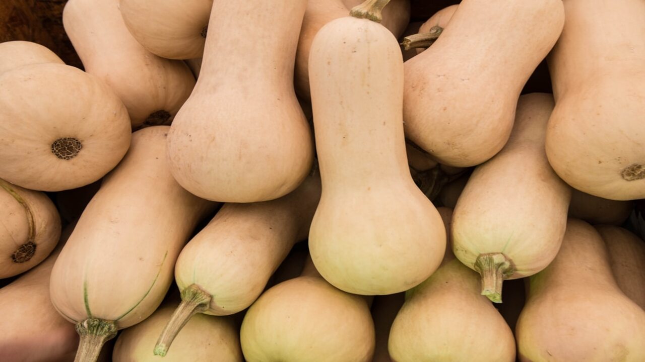 How To Cut Butternut Squash From The Vine Safely