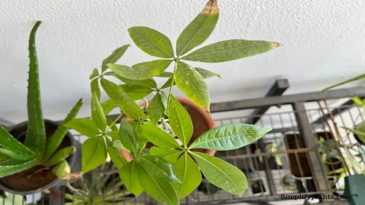 How To Prevent And Treat White-Spots On Money Tree Leaves