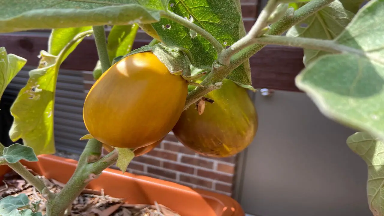 How To Prevent Eggplant Turning Yellow